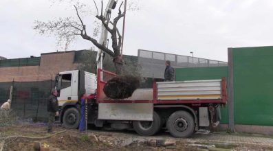 Il salvataggio dell'olivo dal cantiere del Borghetto | Impresa Generale Di Costruzioni Ferrante